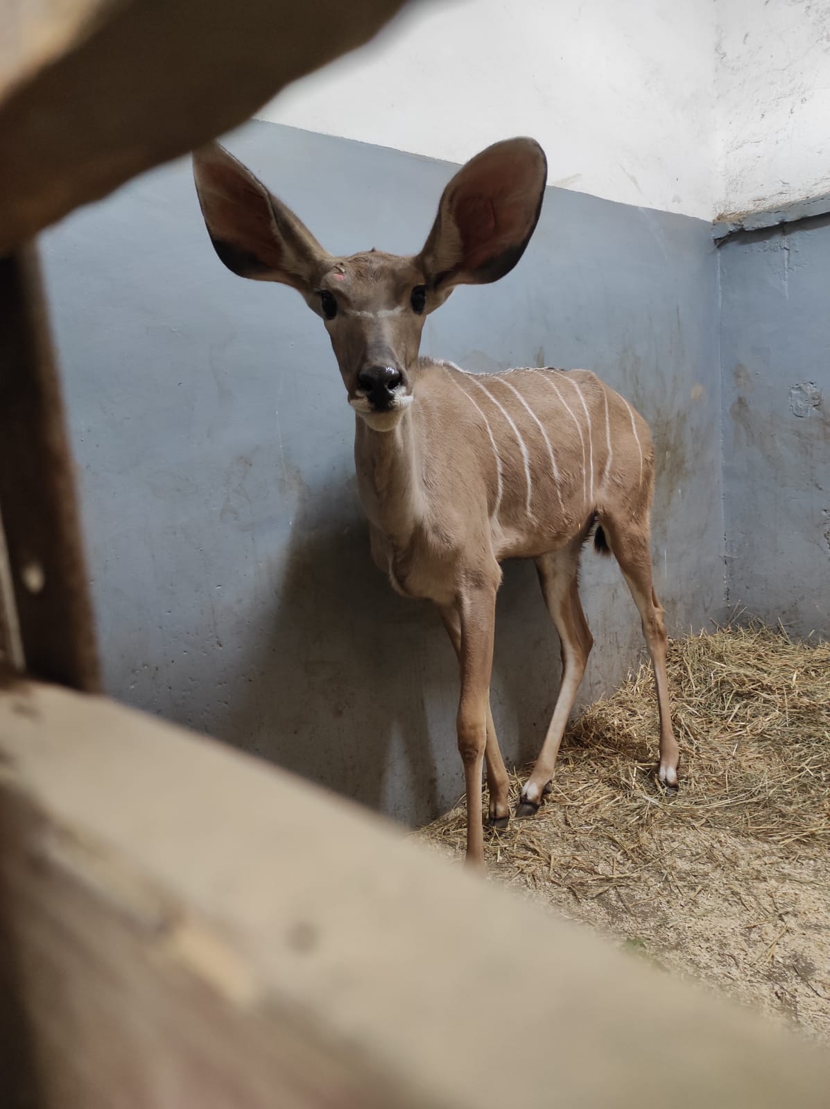 ZOO Bojnice: Sekciu kopytníkov v bojnickej zoo doplnila samica kudu veľkého