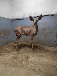 ZOO Bojnice: Sekciu kopytníkov v bojnickej zoo doplnila samica kudu veľkého 0