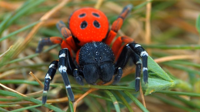 Video: Pri zrúcanine hradu Sivý kameň v Podhradí objavili jedovatého pavúka