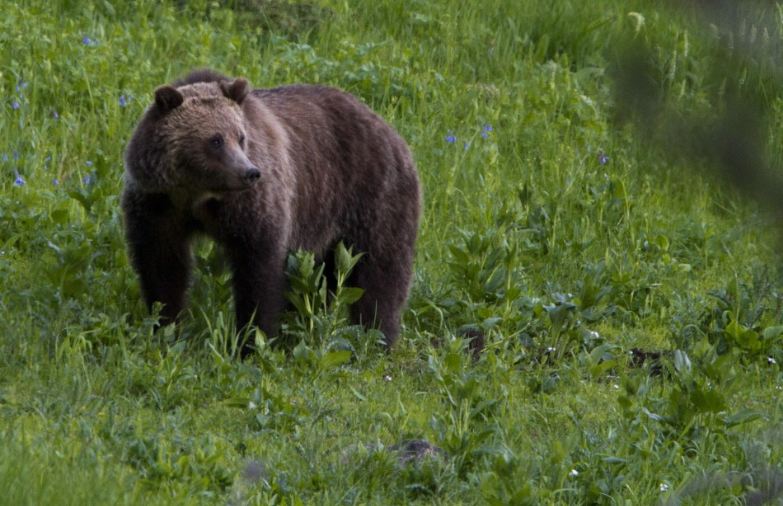 Malá Čausa upozorňuje na zvýšený pohyb medveďov v okolí obce