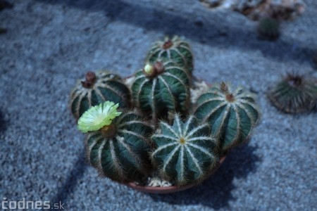 Foto a video: V Bojniciach otvorili novú unikátnu atrakciu Botany Park Bojnice (kaktusárium) 9