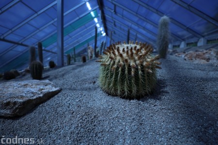 Foto a video: V Bojniciach otvorili novú unikátnu atrakciu Botany Park Bojnice (kaktusárium) 26