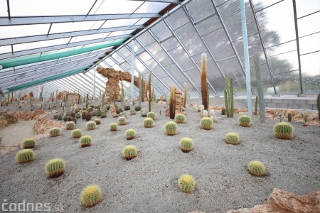 Foto a video: V Bojniciach otvorili novú unikátnu atrakciu Botany Park Bojnice (kaktusárium) 73