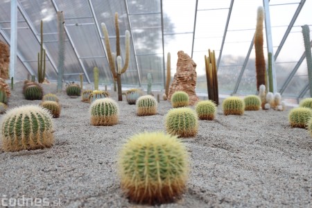 Foto a video: V Bojniciach otvorili novú unikátnu atrakciu Botany Park Bojnice (kaktusárium) 61