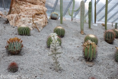 Foto a video: V Bojniciach otvorili novú unikátnu atrakciu Botany Park Bojnice (kaktusárium) 78