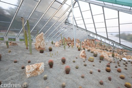 Foto a video: V Bojniciach otvorili novú unikátnu atrakciu Botany Park Bojnice (kaktusárium) 98