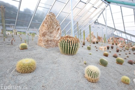 Foto a video: V Bojniciach otvorili novú unikátnu atrakciu Botany Park Bojnice (kaktusárium) 99