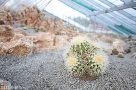 Foto a video: V Bojniciach otvorili novú unikátnu atrakciu Botany Park Bojnice (kaktusárium) 102