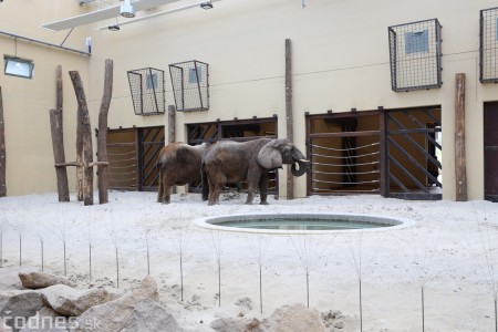 Foto a video: Nový pavilón slonov v ZOO Bojnice za 8 miliónov eur dnes slávnostne otvorili 12