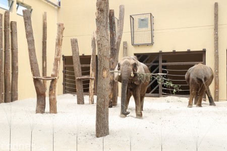 Foto a video: Nový pavilón slonov v ZOO Bojnice za 8 miliónov eur dnes slávnostne otvorili 19