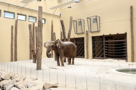 Foto a video: Nový pavilón slonov v ZOO Bojnice za 8 miliónov eur dnes slávnostne otvorili 24