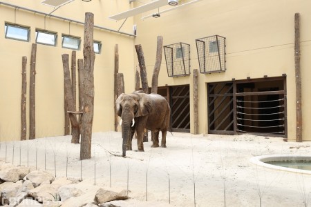 Foto a video: Nový pavilón slonov v ZOO Bojnice za 8 miliónov eur dnes slávnostne otvorili 25