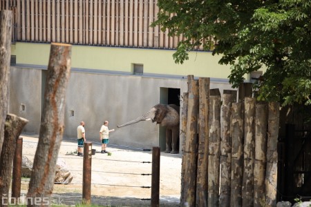 Foto a video: Nový pavilón slonov v ZOO Bojnice za 8 miliónov eur dnes slávnostne otvorili 42