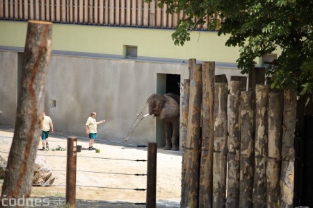 Foto a video: Nový pavilón slonov v ZOO Bojnice za 8 miliónov eur dnes slávnostne otvorili 43