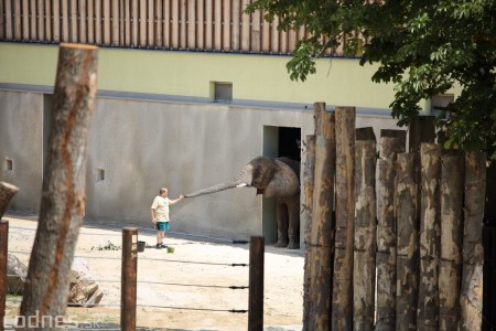 Foto a video: Nový pavilón slonov v ZOO Bojnice za 8 miliónov eur dnes slávnostne otvorili 44