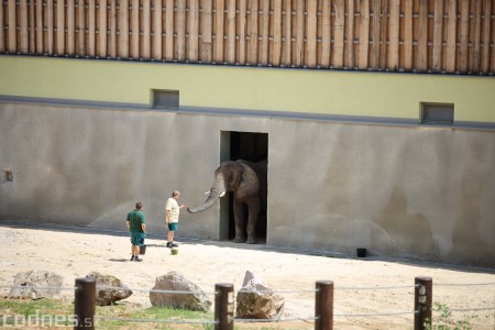 Foto a video: Nový pavilón slonov v ZOO Bojnice za 8 miliónov eur dnes slávnostne otvorili 46