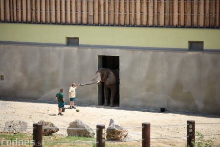 Foto a video: Nový pavilón slonov v ZOO Bojnice za 8 miliónov eur dnes slávnostne otvorili 47