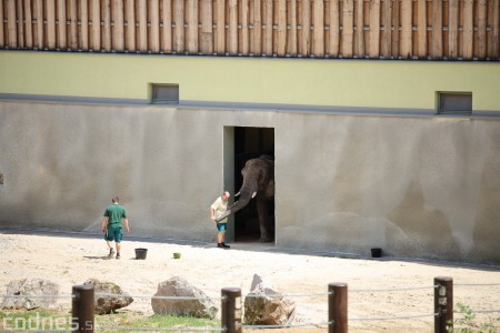 Foto a video: Nový pavilón slonov v ZOO Bojnice za 8 miliónov eur dnes slávnostne otvorili 48