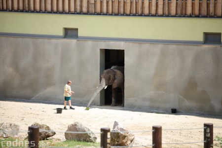 Foto a video: Nový pavilón slonov v ZOO Bojnice za 8 miliónov eur dnes slávnostne otvorili 49