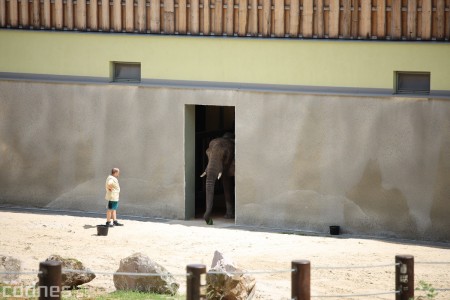 Foto a video: Nový pavilón slonov v ZOO Bojnice za 8 miliónov eur dnes slávnostne otvorili 50