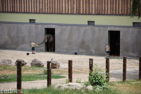 Foto a video: Nový pavilón slonov v ZOO Bojnice za 8 miliónov eur dnes slávnostne otvorili 52