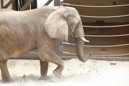 Foto a video: Nový pavilón slonov v ZOO Bojnice za 8 miliónov eur dnes slávnostne otvorili 54