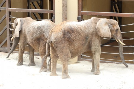 Foto a video: Nový pavilón slonov v ZOO Bojnice za 8 miliónov eur dnes slávnostne otvorili 55