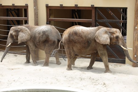 Foto a video: Nový pavilón slonov v ZOO Bojnice za 8 miliónov eur dnes slávnostne otvorili 56