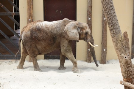 Foto a video: Nový pavilón slonov v ZOO Bojnice za 8 miliónov eur dnes slávnostne otvorili 57