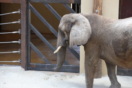 Foto a video: Nový pavilón slonov v ZOO Bojnice za 8 miliónov eur dnes slávnostne otvorili 58