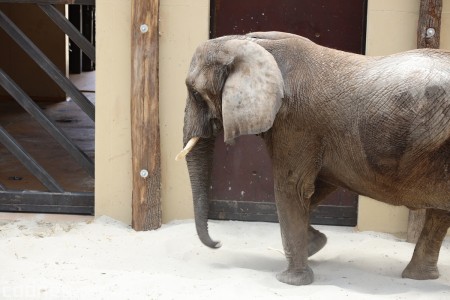 Foto a video: Nový pavilón slonov v ZOO Bojnice za 8 miliónov eur dnes slávnostne otvorili 59