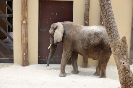 Foto a video: Nový pavilón slonov v ZOO Bojnice za 8 miliónov eur dnes slávnostne otvorili 60