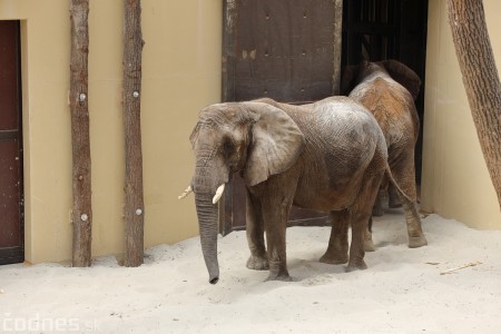 Foto a video: Nový pavilón slonov v ZOO Bojnice za 8 miliónov eur dnes slávnostne otvorili 61