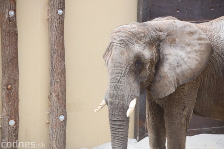 Foto a video: Nový pavilón slonov v ZOO Bojnice za 8 miliónov eur dnes slávnostne otvorili 62