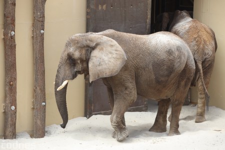 Foto a video: Nový pavilón slonov v ZOO Bojnice za 8 miliónov eur dnes slávnostne otvorili 63