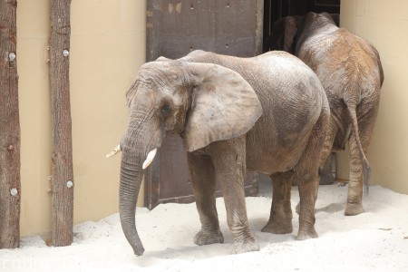 Foto a video: Nový pavilón slonov v ZOO Bojnice za 8 miliónov eur dnes slávnostne otvorili 64