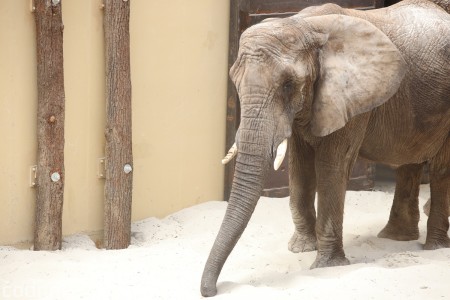 Foto a video: Nový pavilón slonov v ZOO Bojnice za 8 miliónov eur dnes slávnostne otvorili 65
