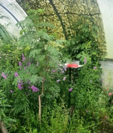 Motýlia záhrada v ZOO Bojnice je opäť otvorená! 4
