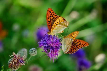 Motýlia záhrada v ZOO Bojnice je opäť otvorená! 1