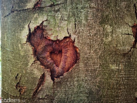 Foto: Jeseň - Skala Hrádok - lezecká oblasť - Kamenec pod Vtáčnikom 6