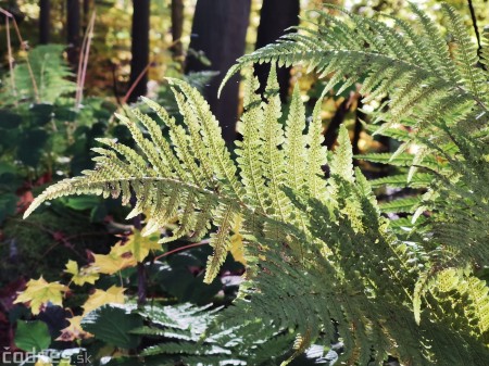 Foto: Jeseň - Skala Hrádok - lezecká oblasť - Kamenec pod Vtáčnikom 15