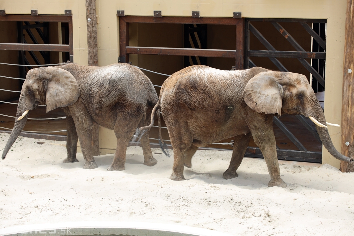 Video: Slonice Maja a Gula v Národnej zoo Bojnice cvičia s ošetrovateľmi chránený kontakt