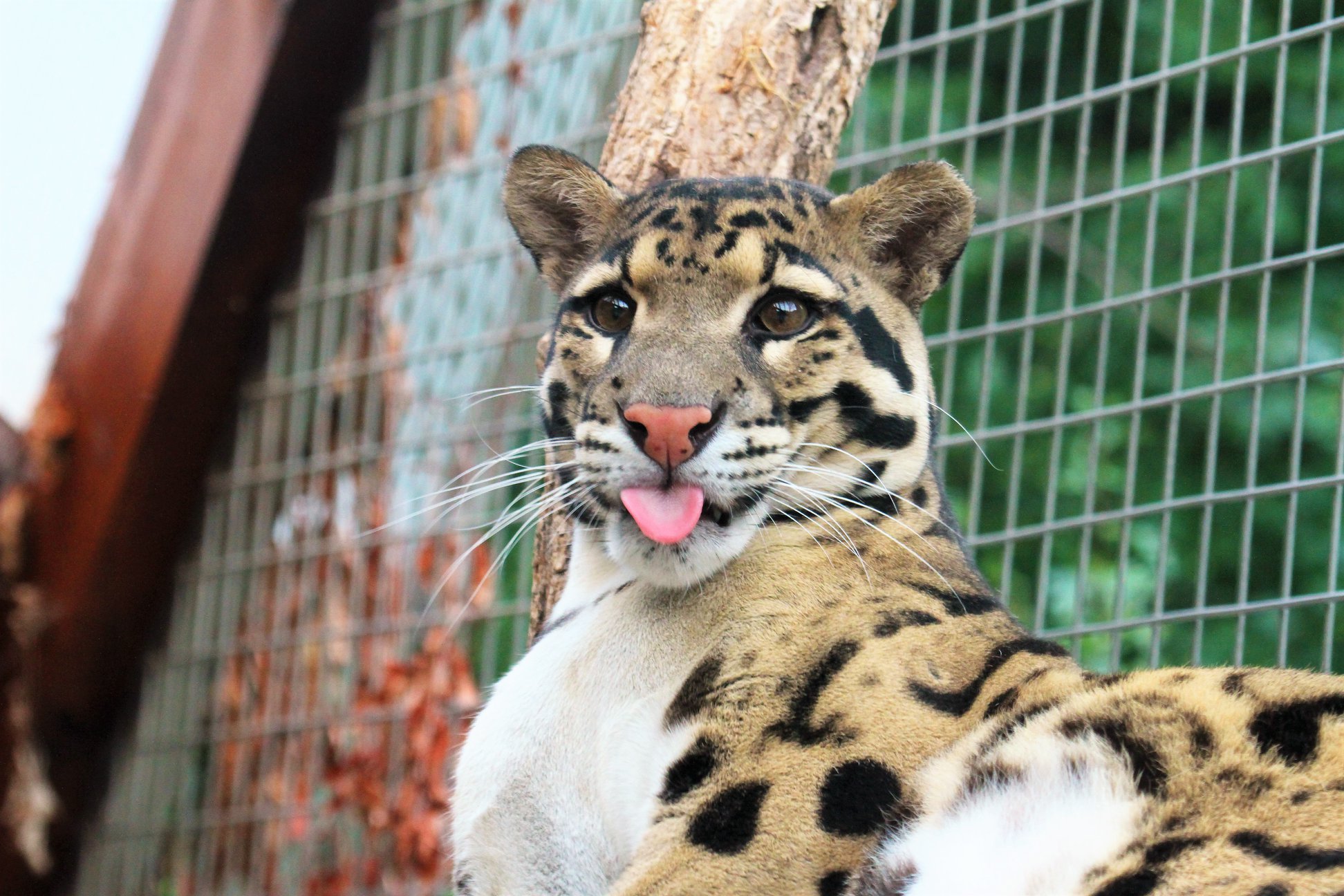 Do Zoo Bojnice môžu prísť len očkovaní a ľudia po prekonaní COVID-19