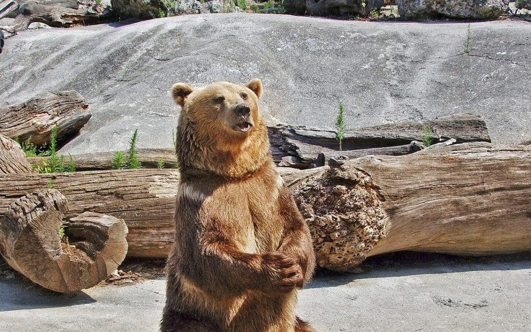 Video: Medvede z bojnickej zoo testovali odolnosť konštrukcie nádoby na odpad