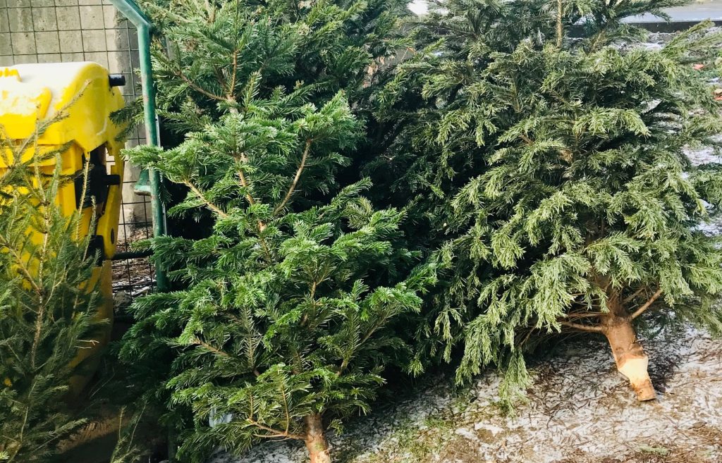 V Prievidzi budú vianočné stromčeky zbierať do konca januára