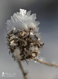 Foto: OBEC BRIEŠTIE A HADVIGA 4