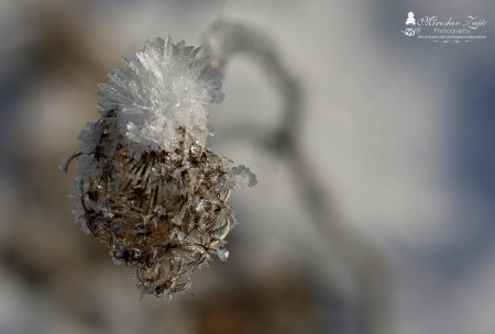 Foto: OBEC BRIEŠTIE A HADVIGA 21