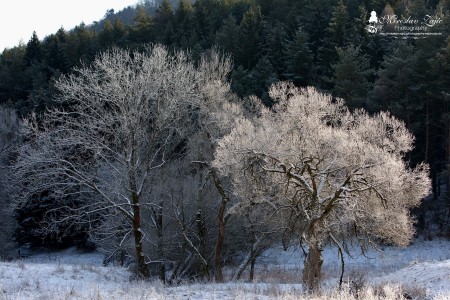 Foto: OBEC BRIEŠTIE A HADVIGA 31