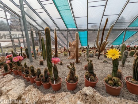 Foto: Festival kvitnúcich kaktusov v Bojniciach začal. Kvitnutie je už v plnom prúde. 11