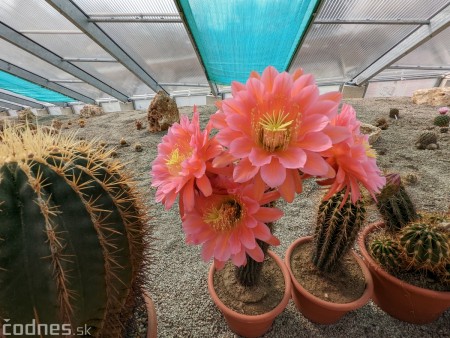 Foto: Festival kvitnúcich kaktusov v Bojniciach začal. Kvitnutie je už v plnom prúde. 18